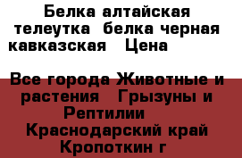 Белка алтайская телеутка, белка черная кавказская › Цена ­ 5 000 - Все города Животные и растения » Грызуны и Рептилии   . Краснодарский край,Кропоткин г.